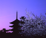 興福寺五重塔　夜明けの桜