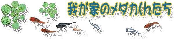 䂪ƂŎ炵Ă郁_JЉĂ܂B